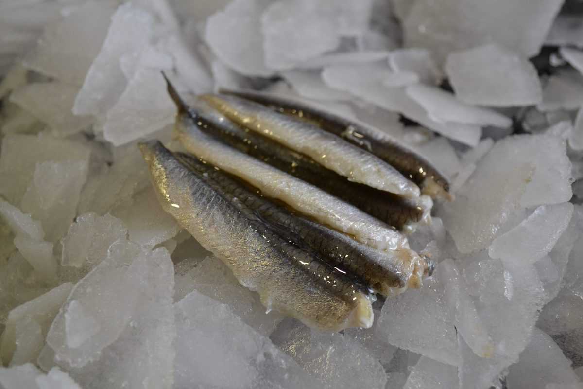 Anchovy Fillets Brighton & Newhaven Fish Sales