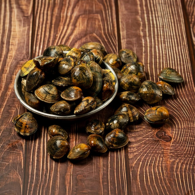 Palourde Clams Brighton & Newhaven Fish Sales