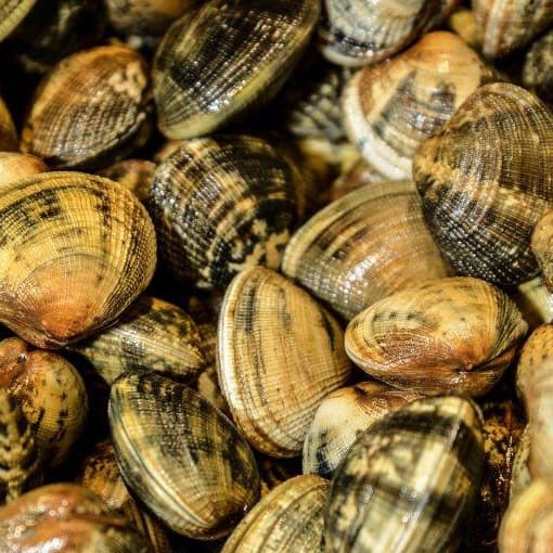 Palourde Clams Brighton & Newhaven Fish Sales