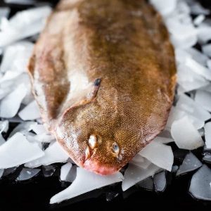 How to fillet a Flat Fish