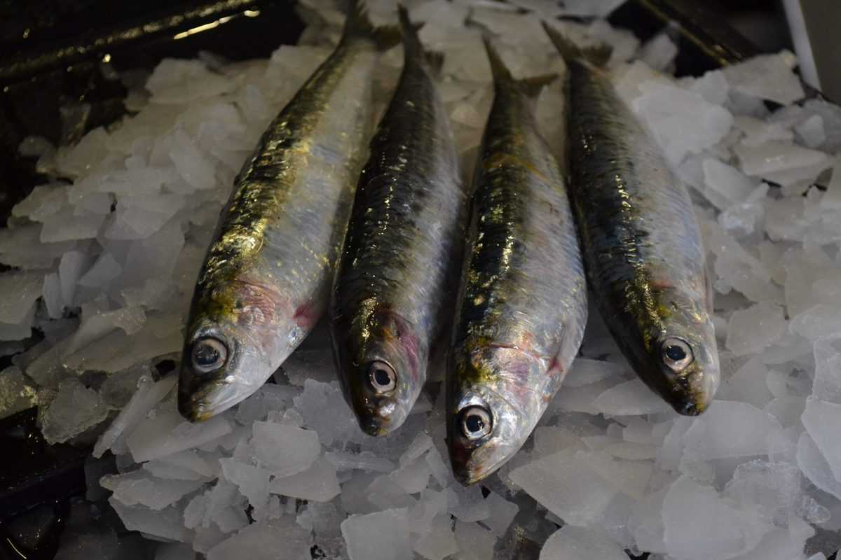 Sardines Brighton & Newhaven Fish Sales