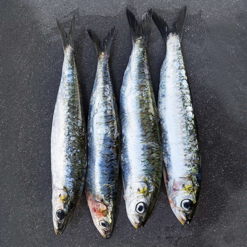 Sardines Brighton & Newhaven Fish Sales