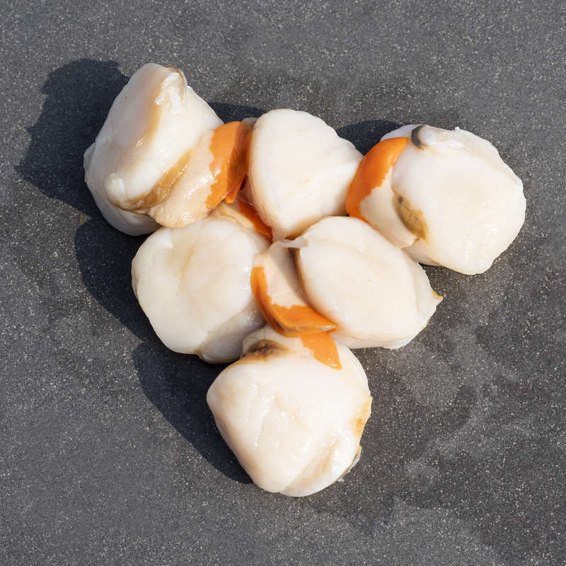 Fresh Cut UK Scallops Brighton & Newhaven Fish Sales