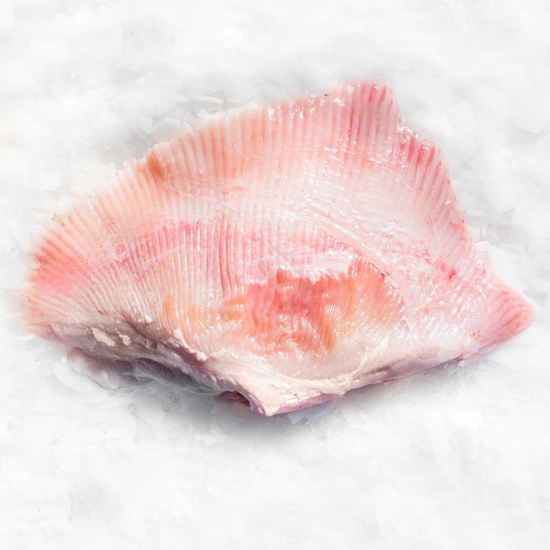 Wild Skate Wing Brighton & Newhaven Fish Sales